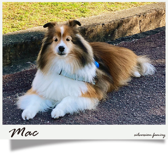 シルバーシオン犬舎生まれ、マックくん・12歳 徳島・O様