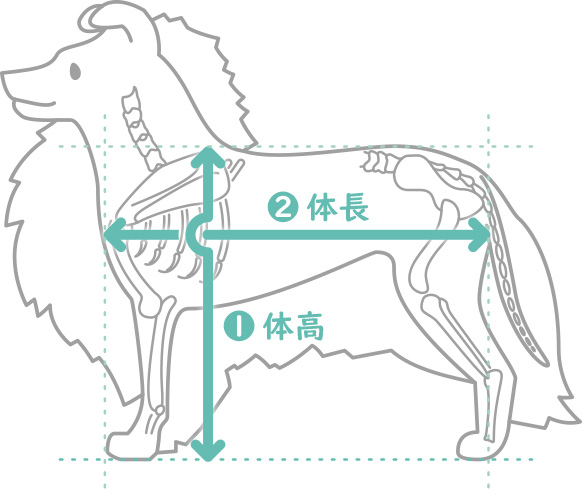 犬の体長と体高がわかるイラスト