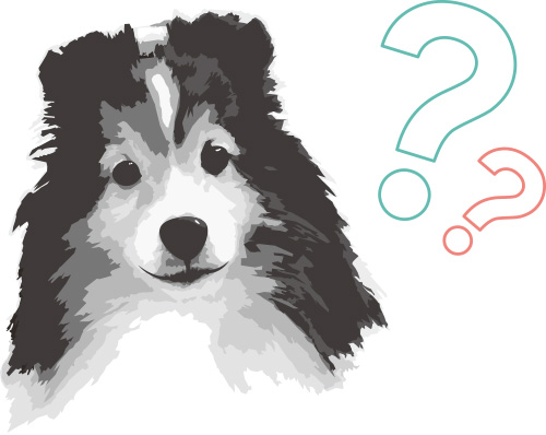 シェットランドシープドッグ(通称シェルティー)の体高・体長について